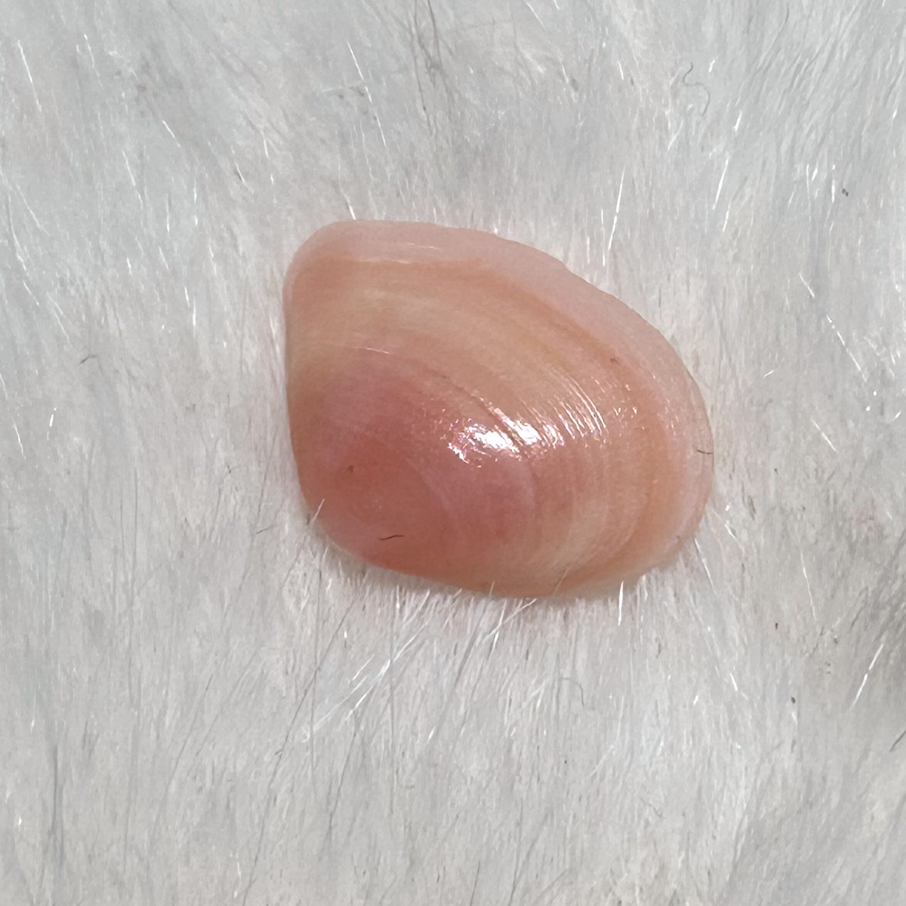 直播专用链接，海螺贝壳一物一拍