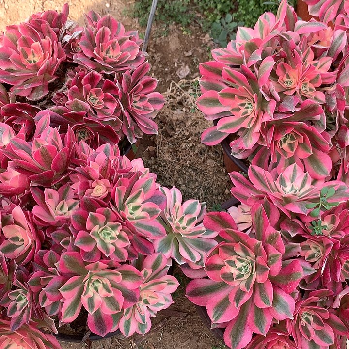 岁****o多肉植物女巫29号