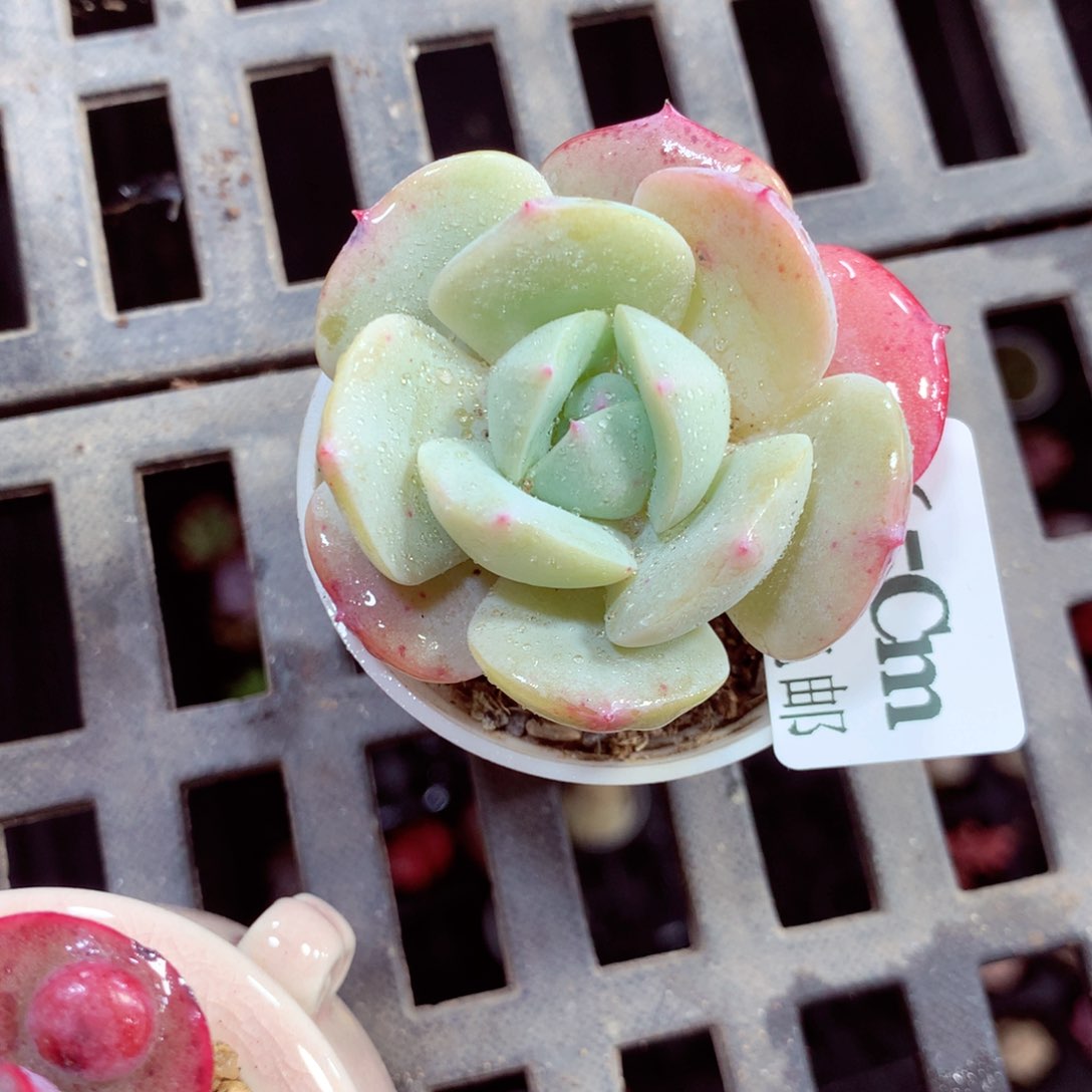 5厘米盆精控多肉265