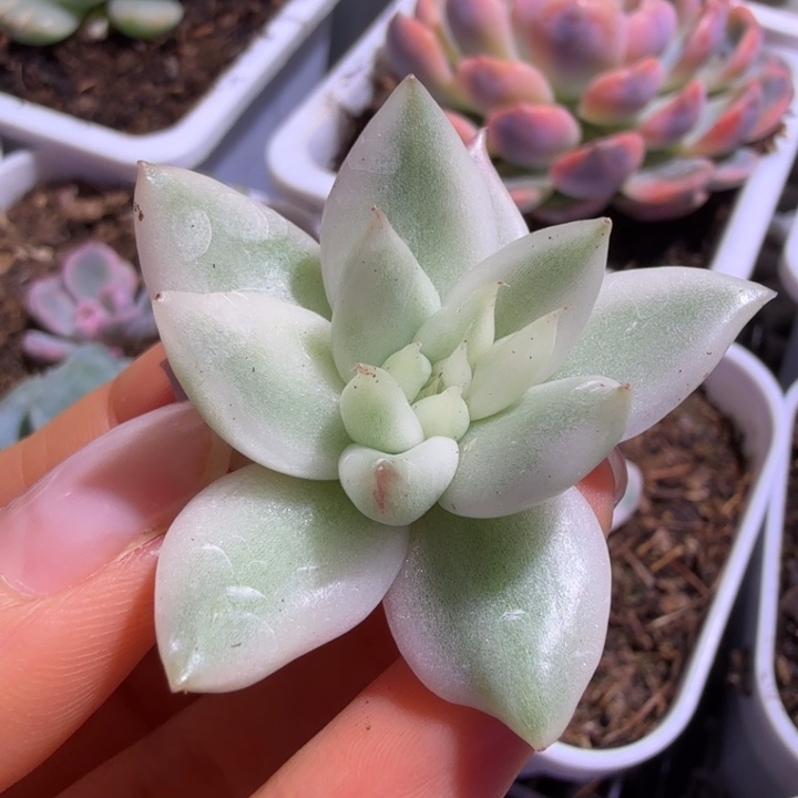 宽锦弗兰克锦多肉植物