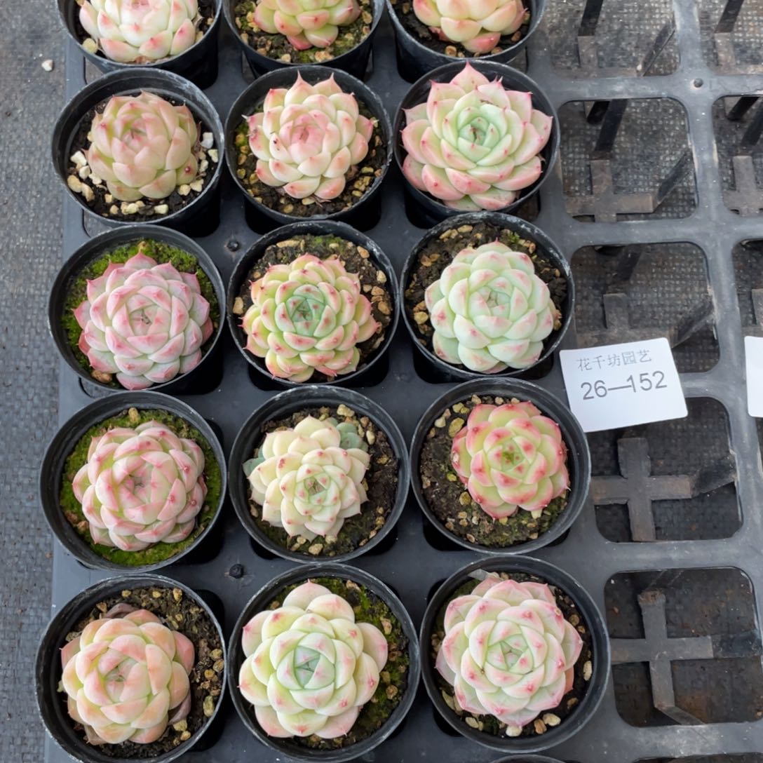 一物一拍18颗26-152