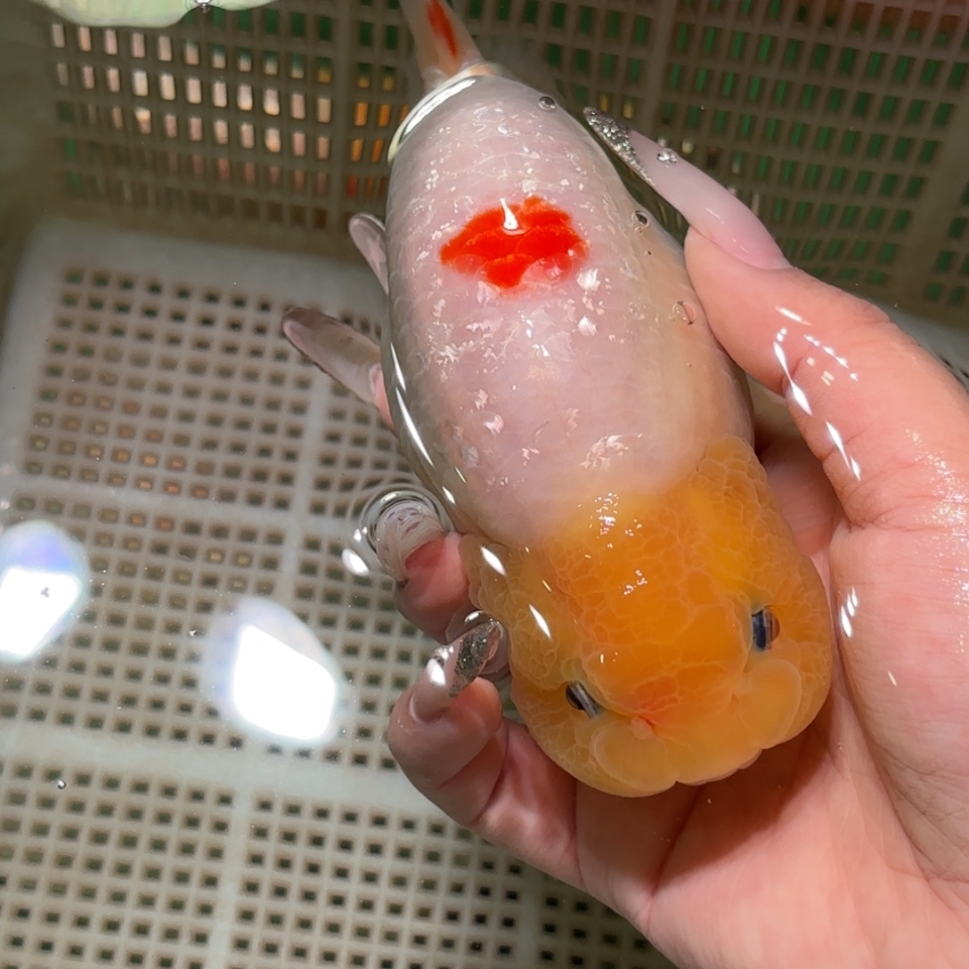 草***酱金鱼拍包装包邮不拍包装运费到付