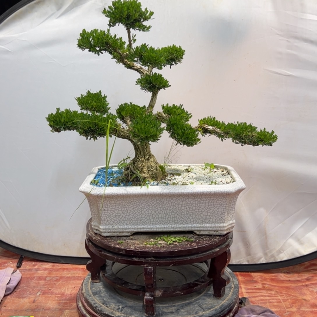 无花朵广东皱皮雀舌黄杨