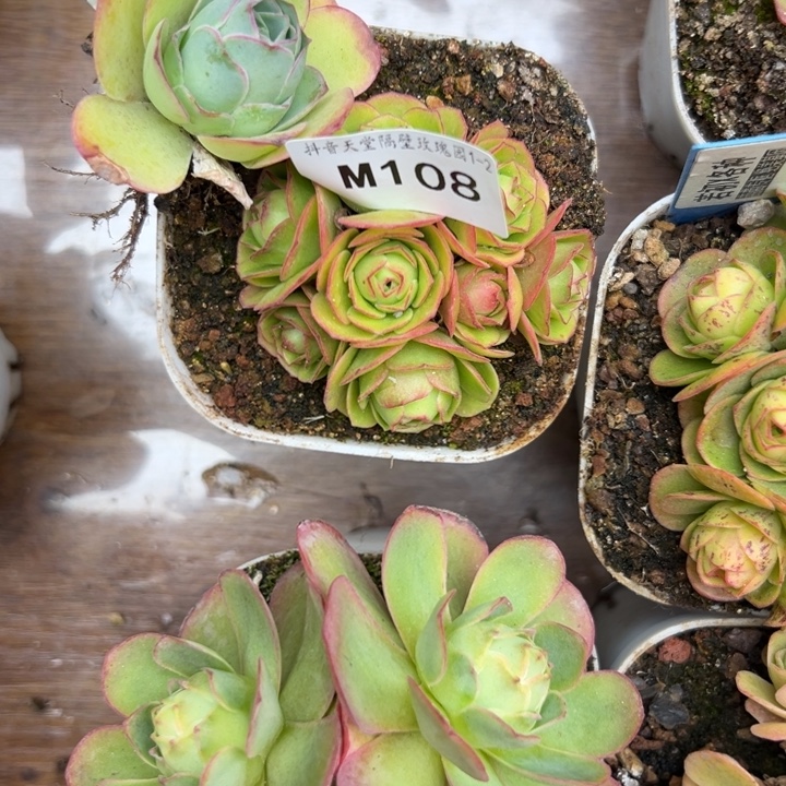 小***嘟苗苗山地玫瑰多肉108