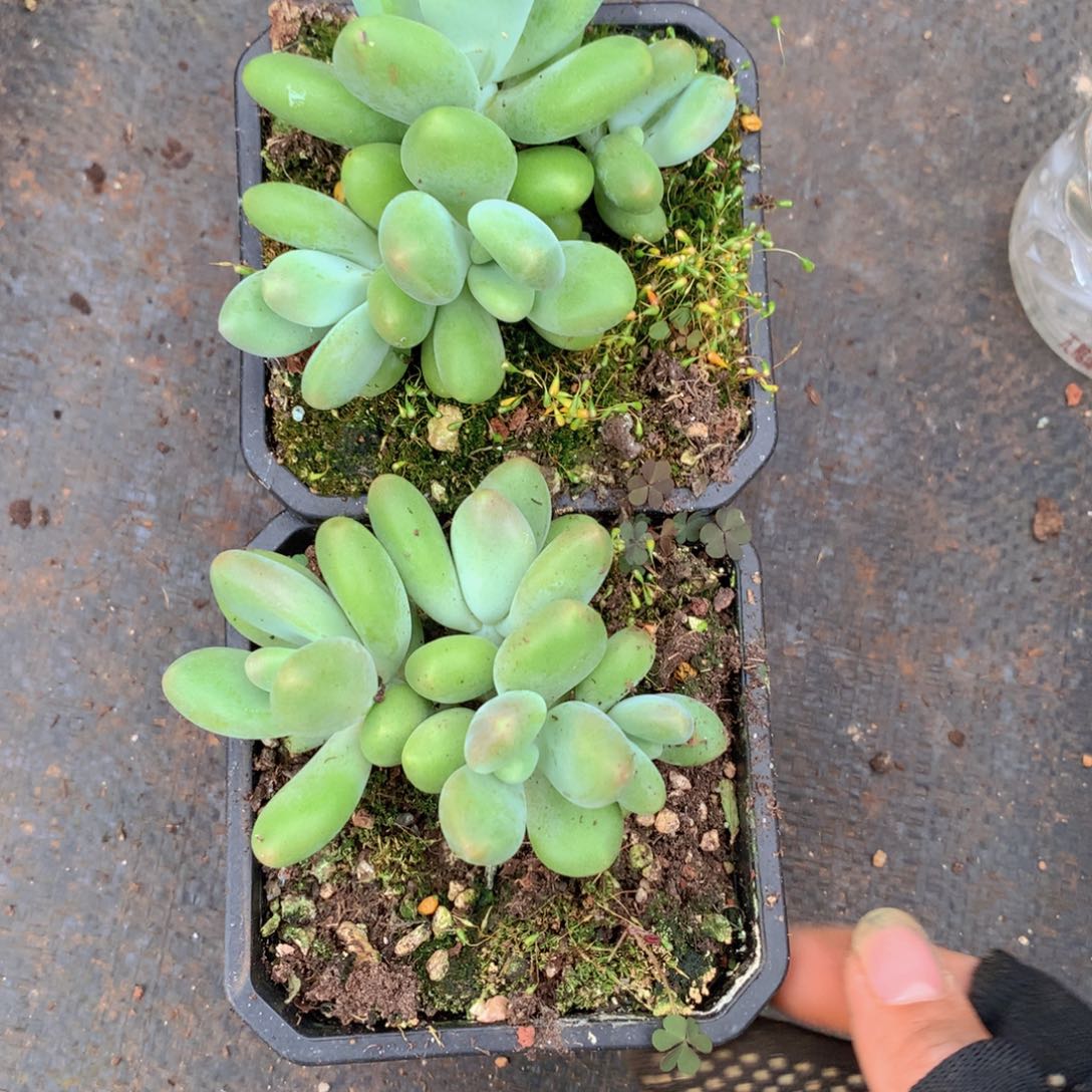 .****O芒果奶一物一拍2颗