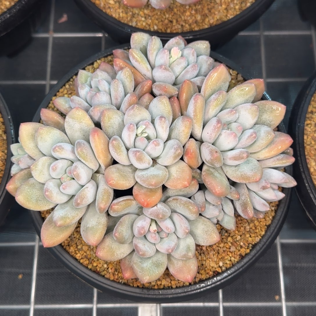 从前慢花园精选多肉香水