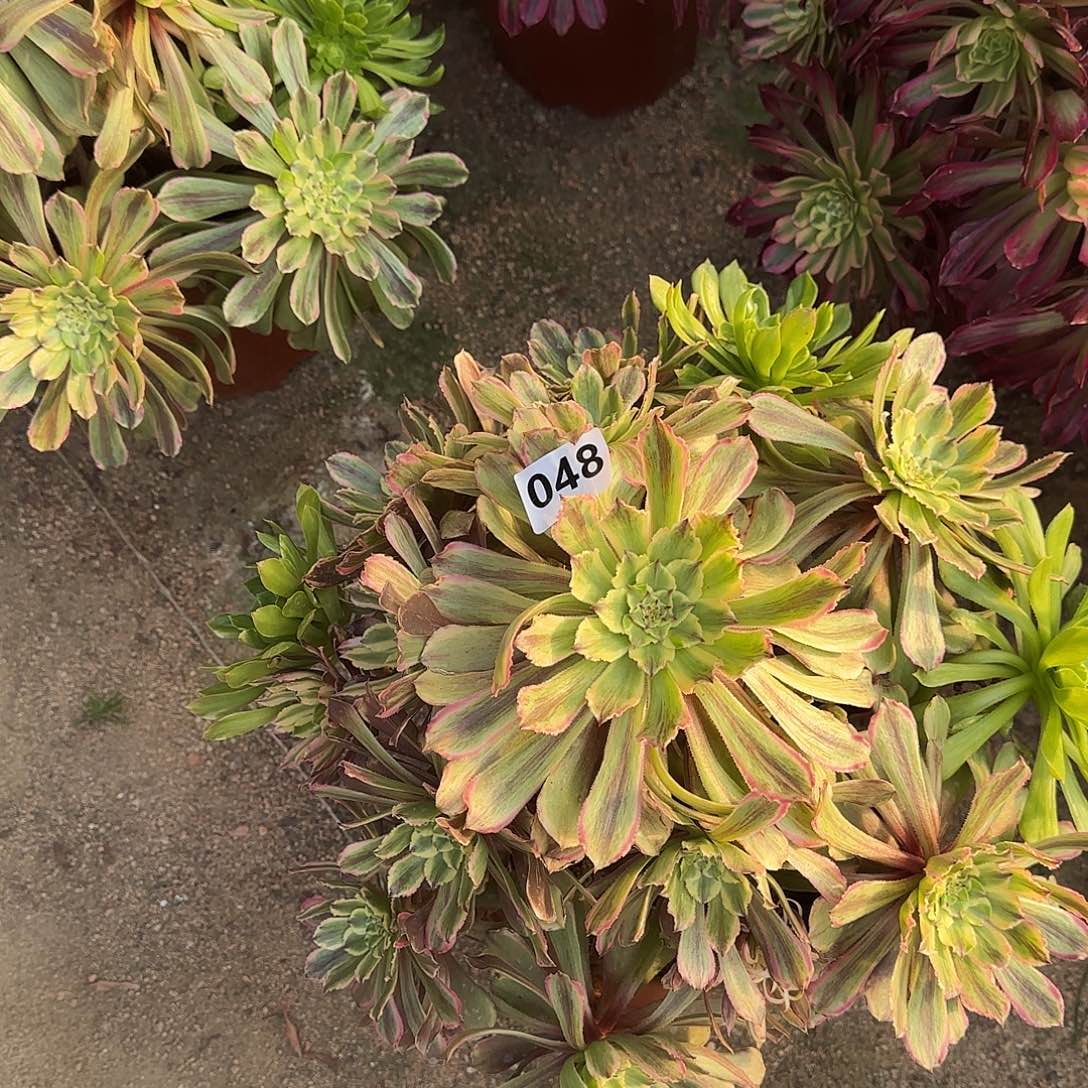 多肉植物萤火粉黛048