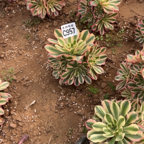 957女巫不包断枝