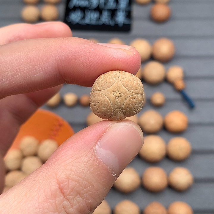 吊坠凤眼菩提17+五星，非质量问题开孔不退