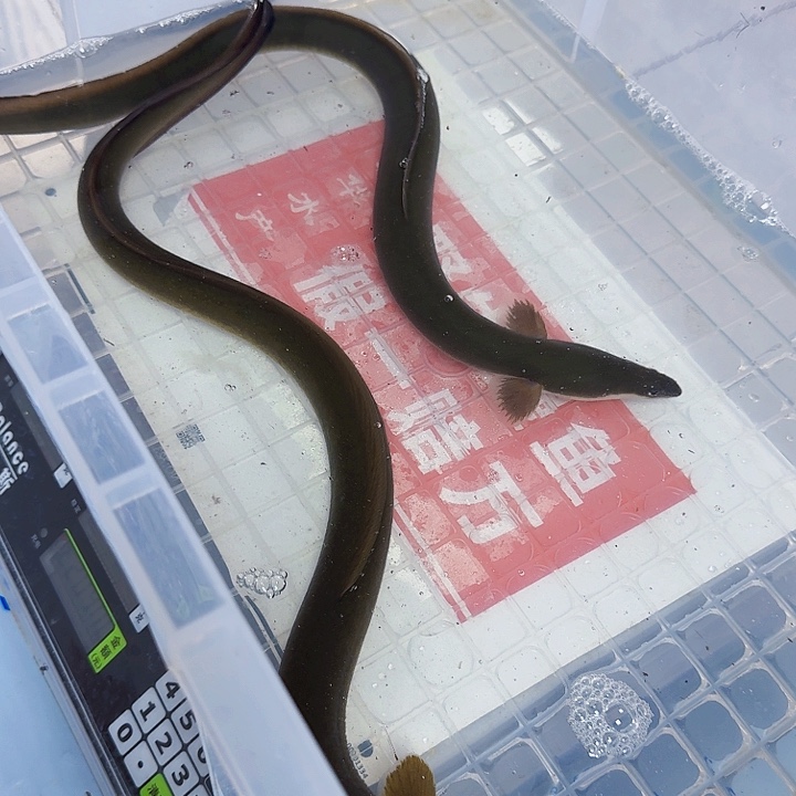 野生鳗鱼一斤包活到家