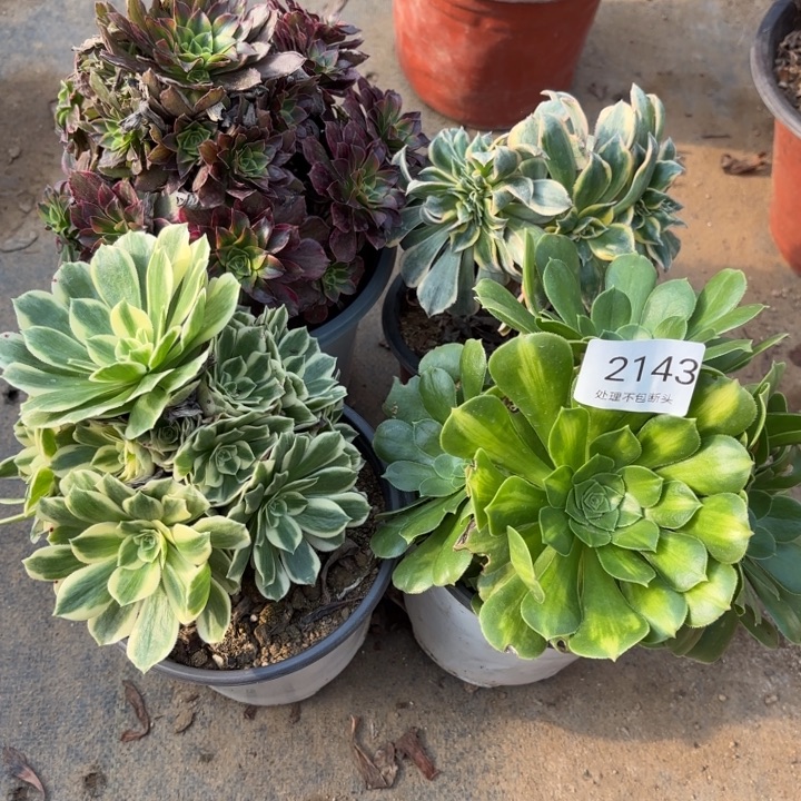 4颗多肉处理不包断头2143