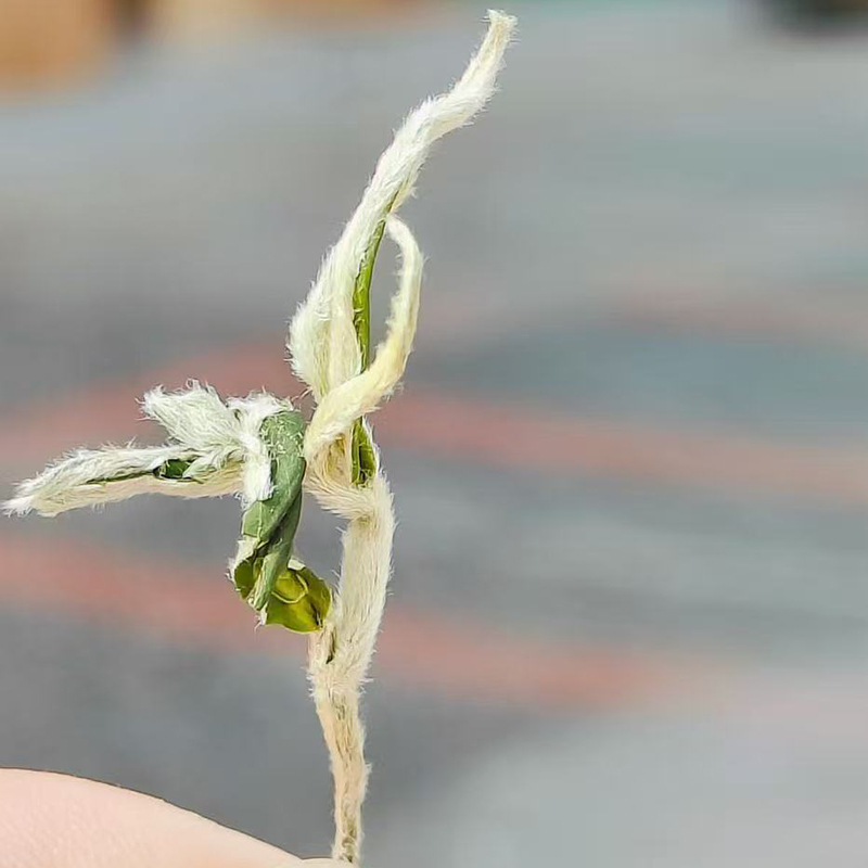 2025年头春头采绿茶翠铭明前头采春芽清香扑鼻甘甜