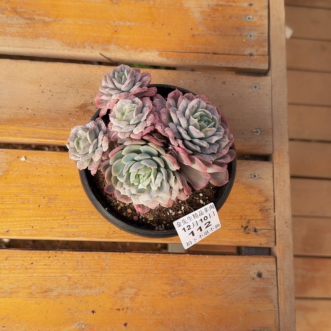 满***肉1210-112泡泡纱裙群