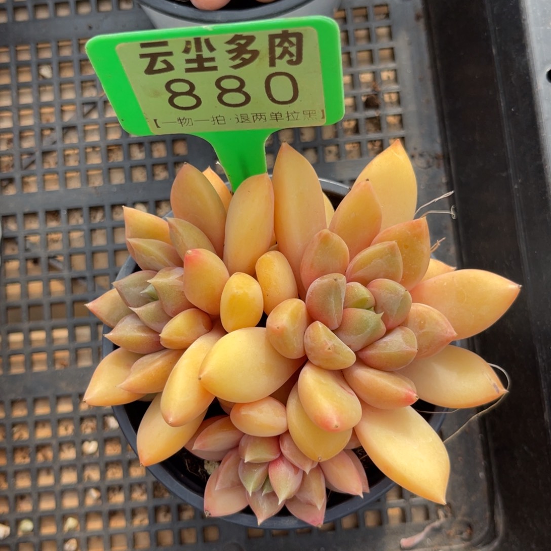 云尘多肉一物一拍880