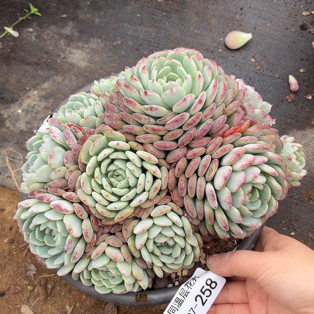 同温层多肉白胖子258