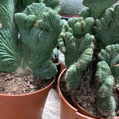 两盆五指山仙人球25米仙人球