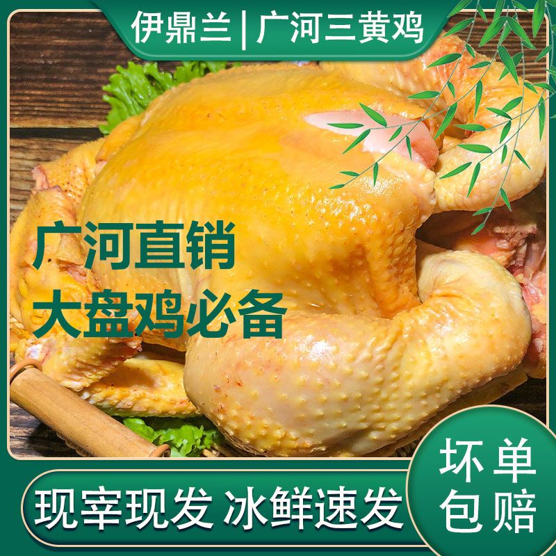 清真三黄鸡鲜嫩多汁做大盘鸡广河源头直采肉质阿訇现宰鲜嫩无腥味