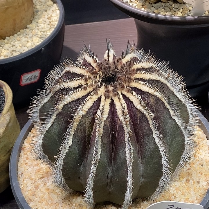 355大油伯球111111111111