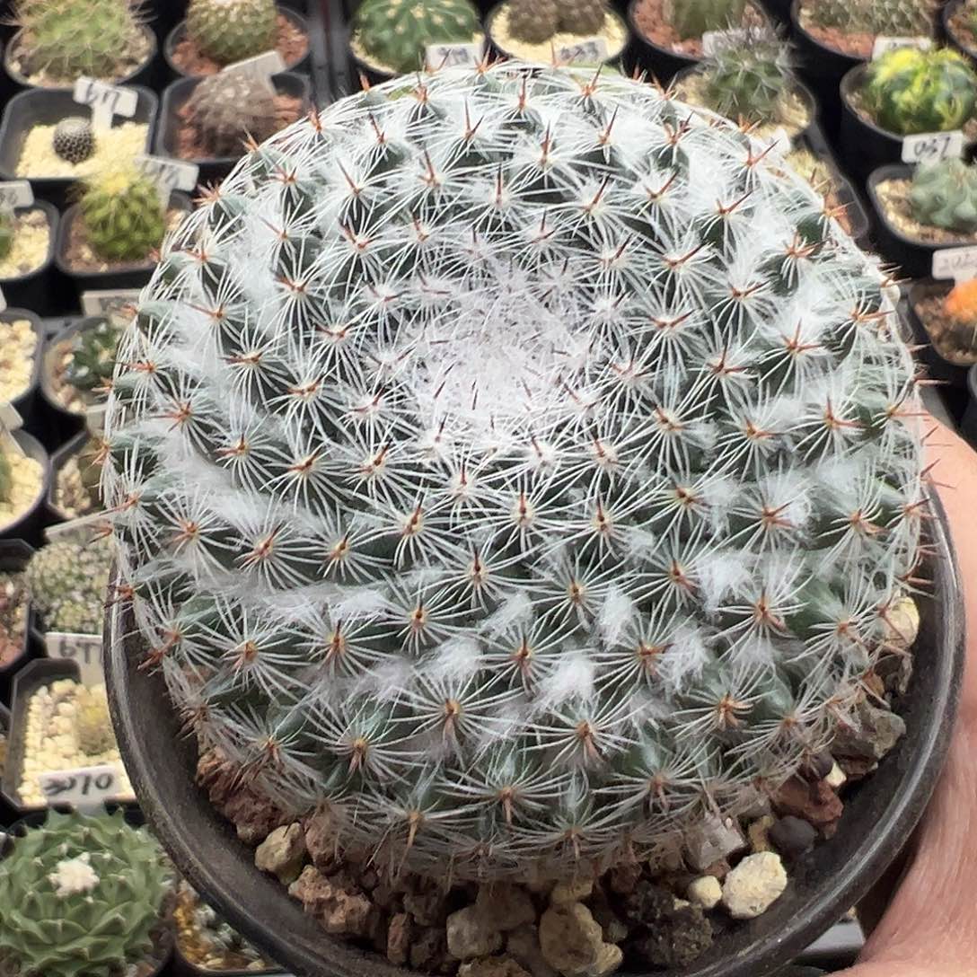 2057日系恋山彦实生KKK