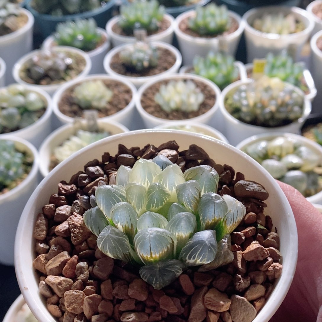 糊斑实生玉露锦多肉植物