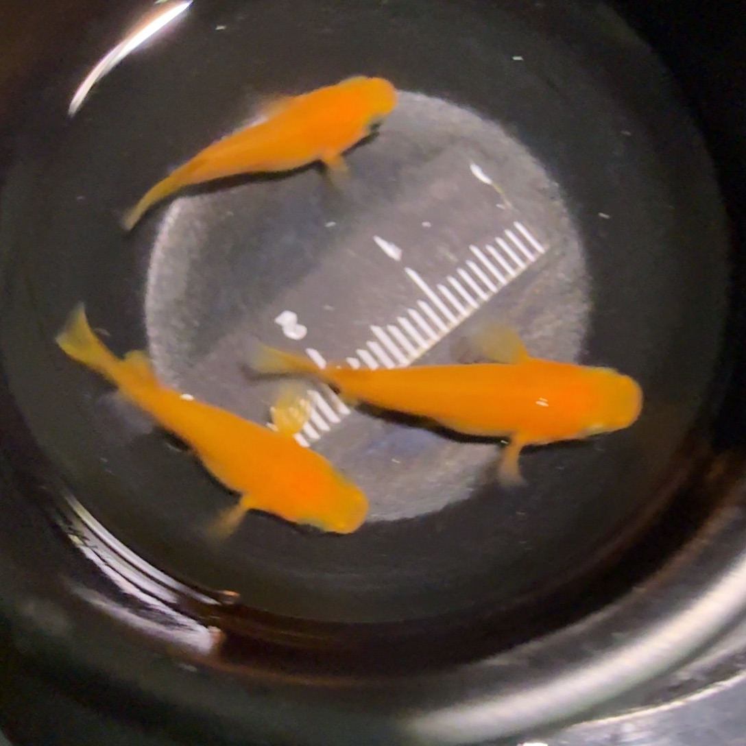 青鳉鱼一物一拍364