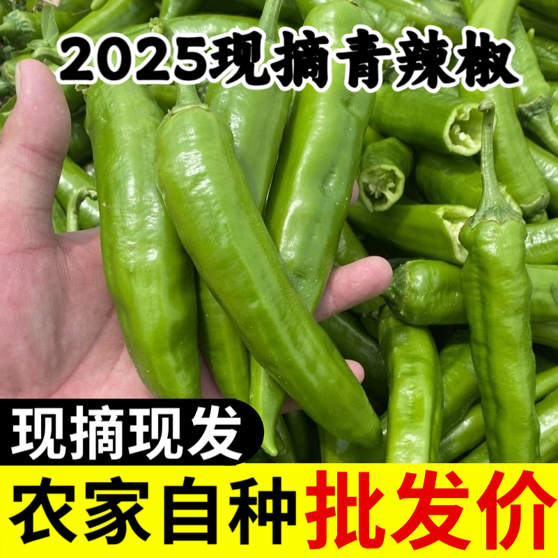 【农家自种】5斤薄皮青椒牛角椒现摘现发新鲜腌制自种蔬菜批发