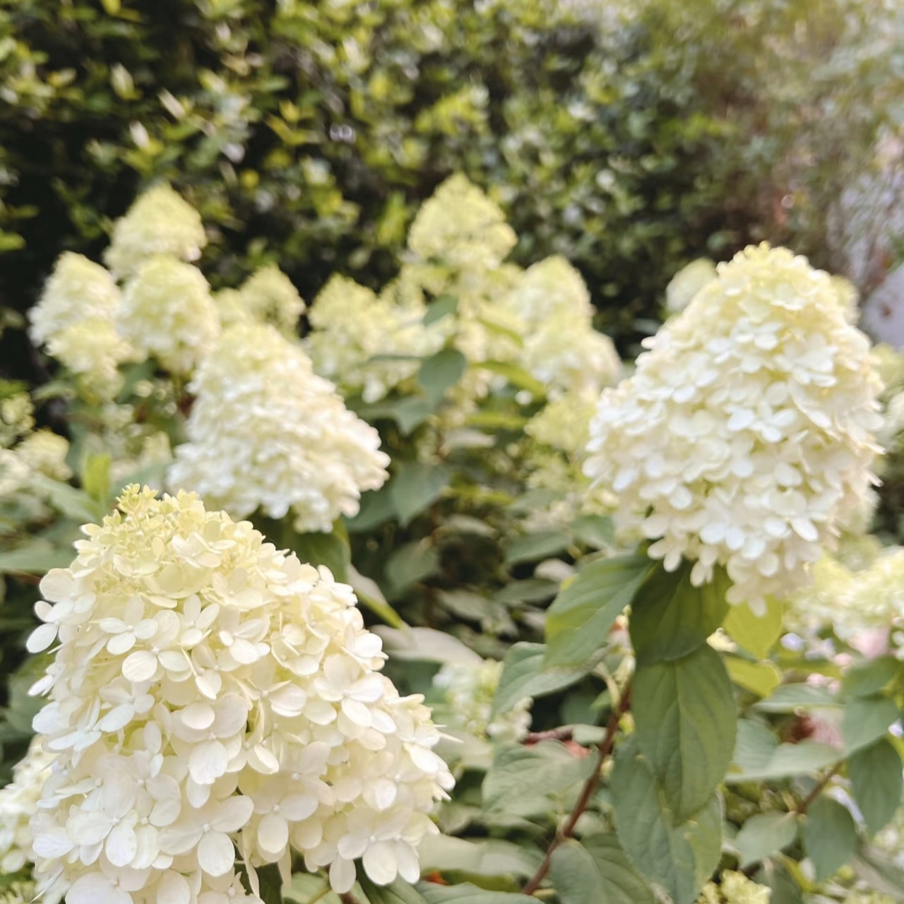 魔幻月光耐热耐寒圆锥绣球花卉植物适合阳台庭院种植