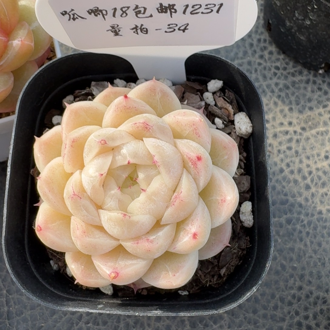 咪***1231-34-麦秆单头一颗