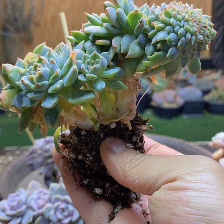 四***花428号冰魄多肉植物