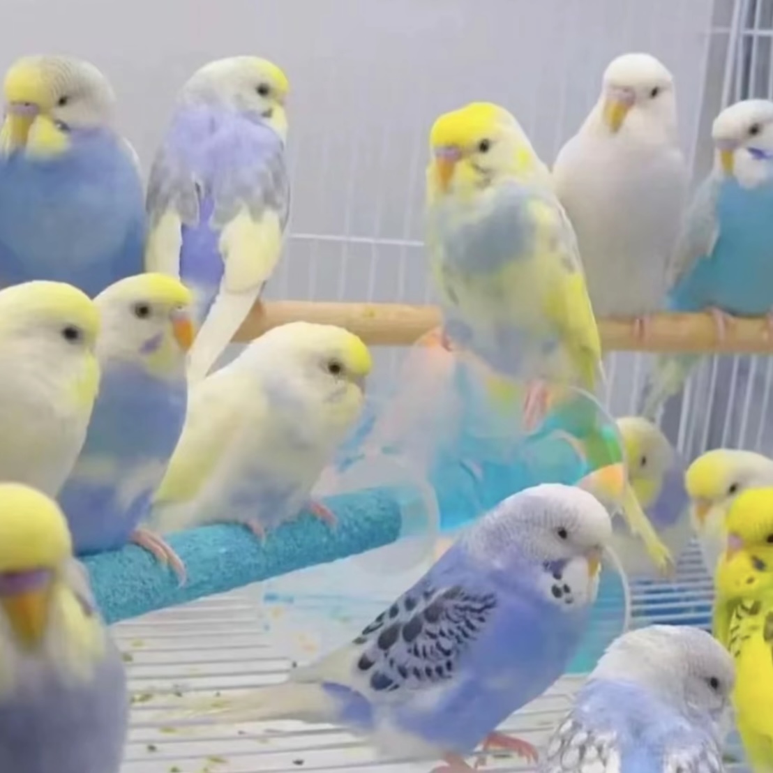 金彩 虎皮鹦鹉活鸟手养宠物鸟适合家养可繁殖观赏亲人