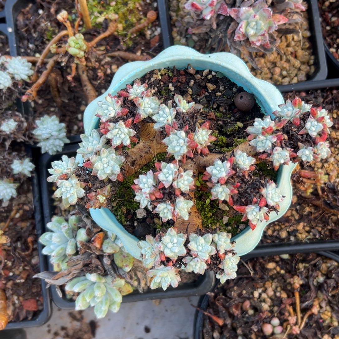 妖桩白菊～一物一拍2730