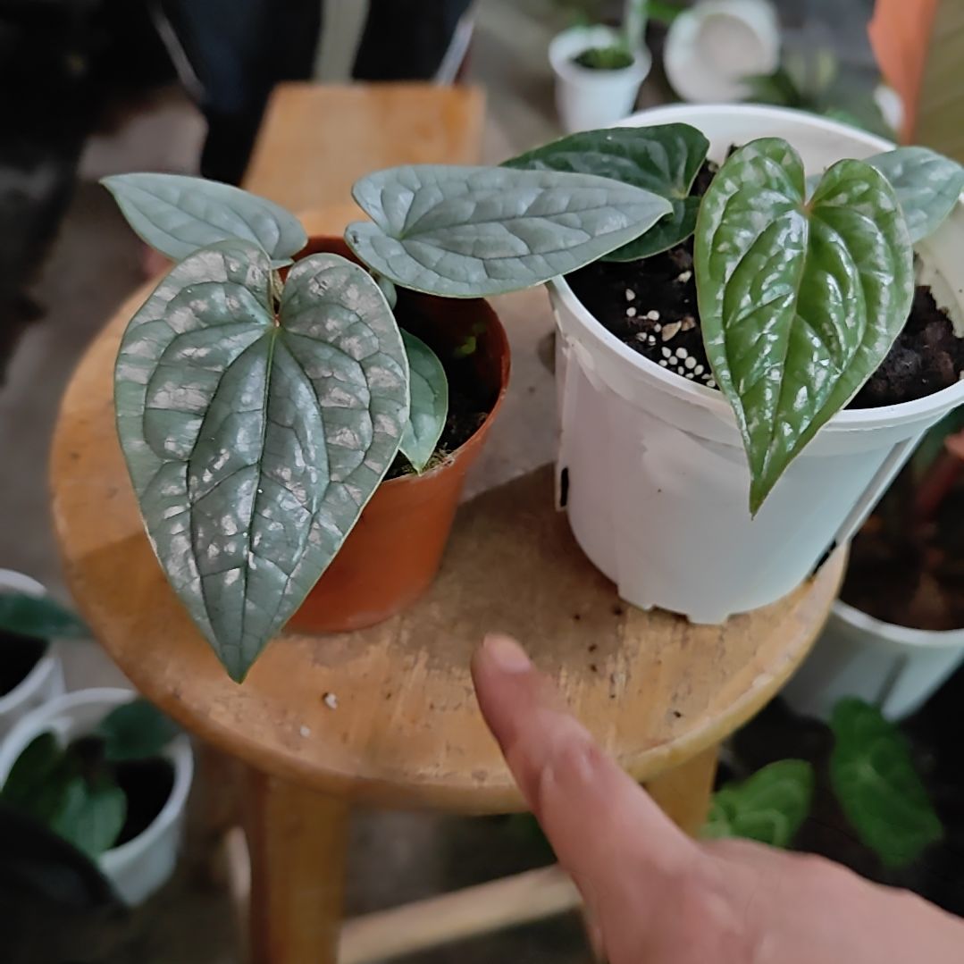 当前无花朵，栽培后可花朵