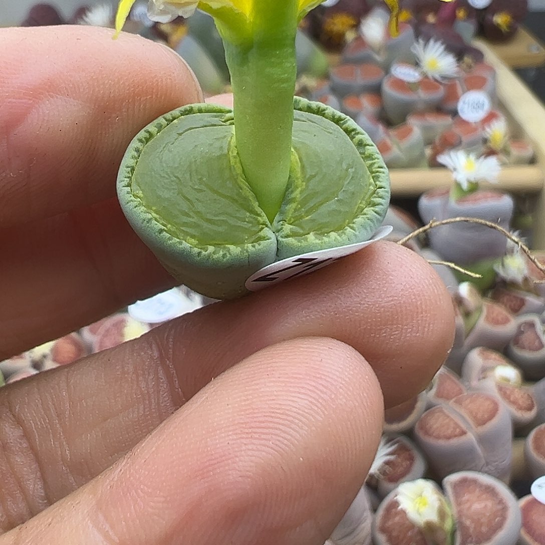 多*1719 生石花福利清货