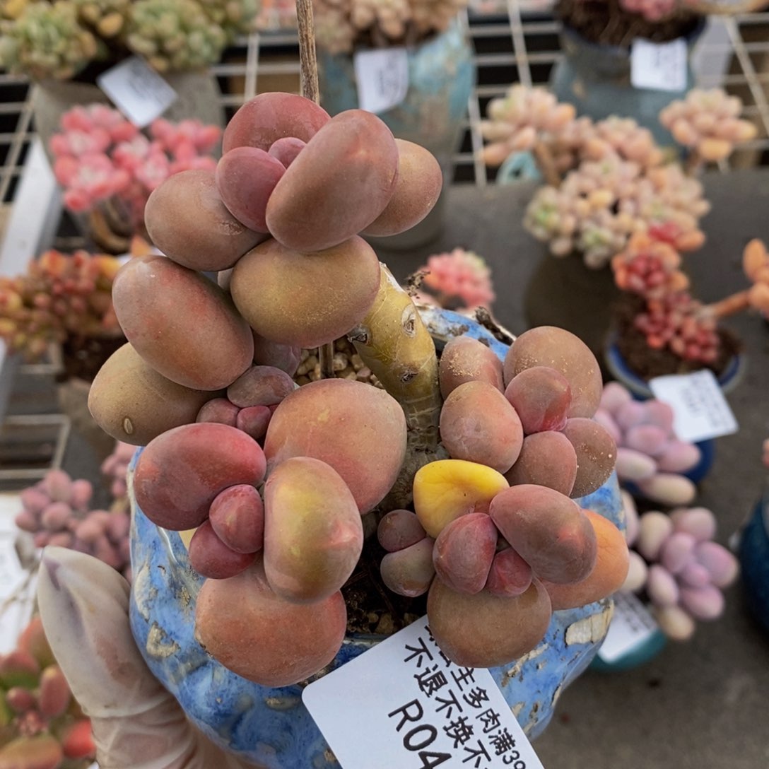 金蟾芒果奶酪kk奶044/8c m