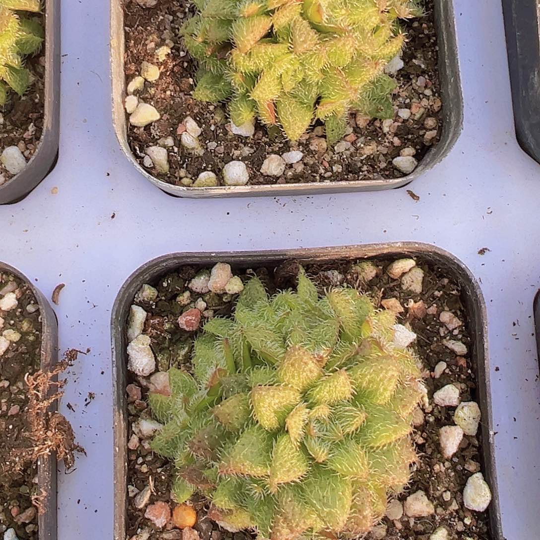 毛海星19包邮多肉植物