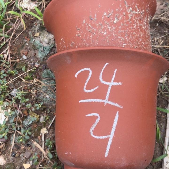 紫砂花盆紫砂的花