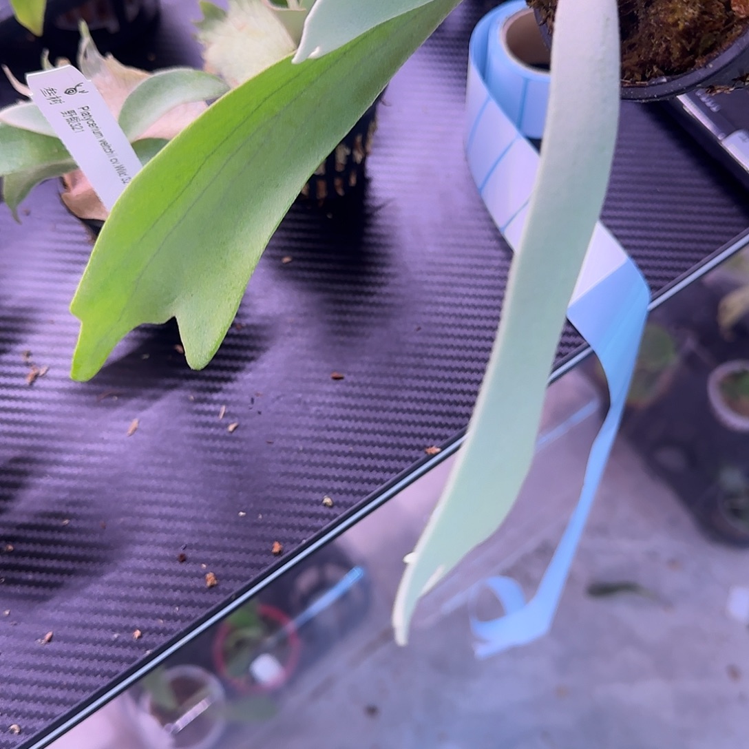 超大颗白爪哇鹿角蕨