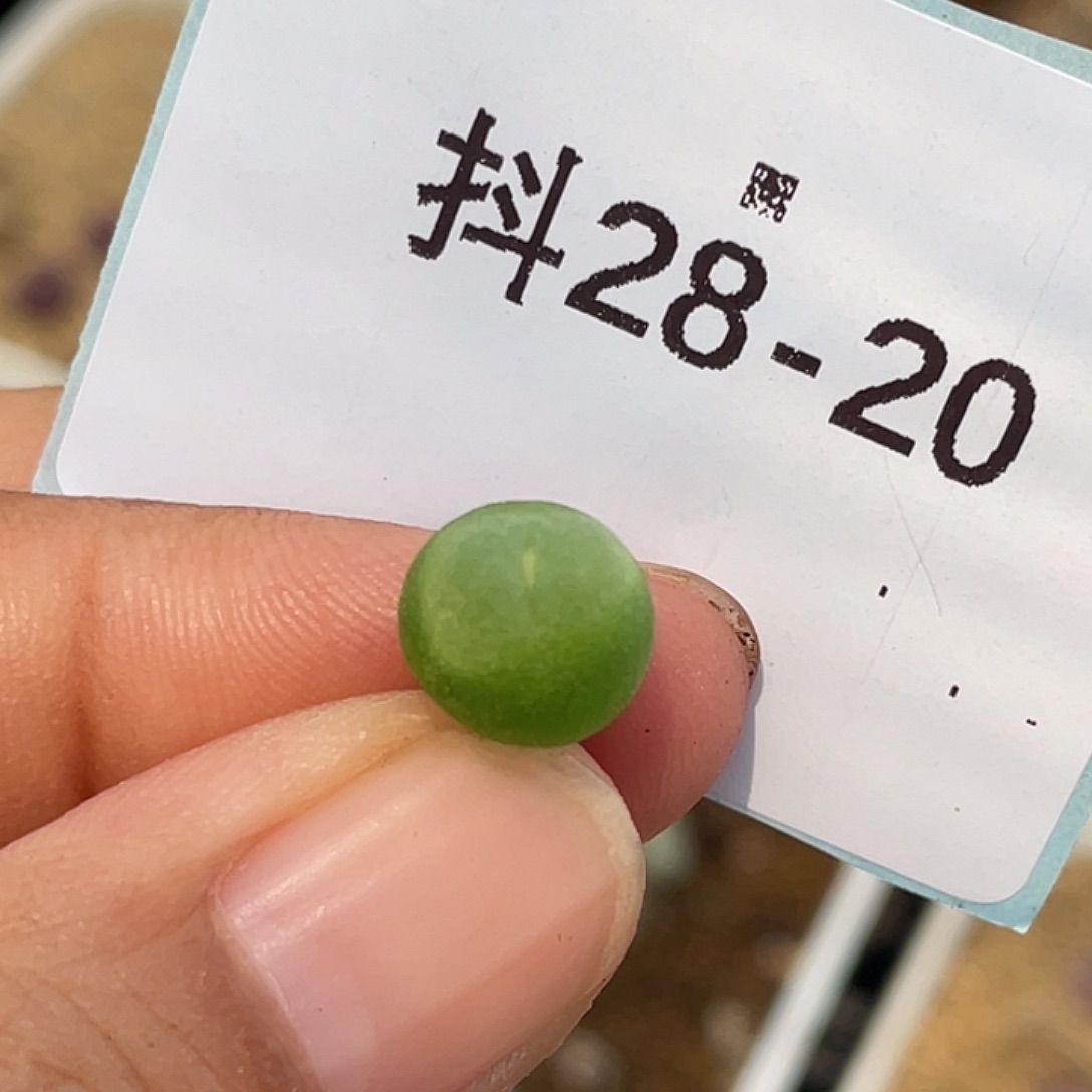 28-20小拉登多肉植物