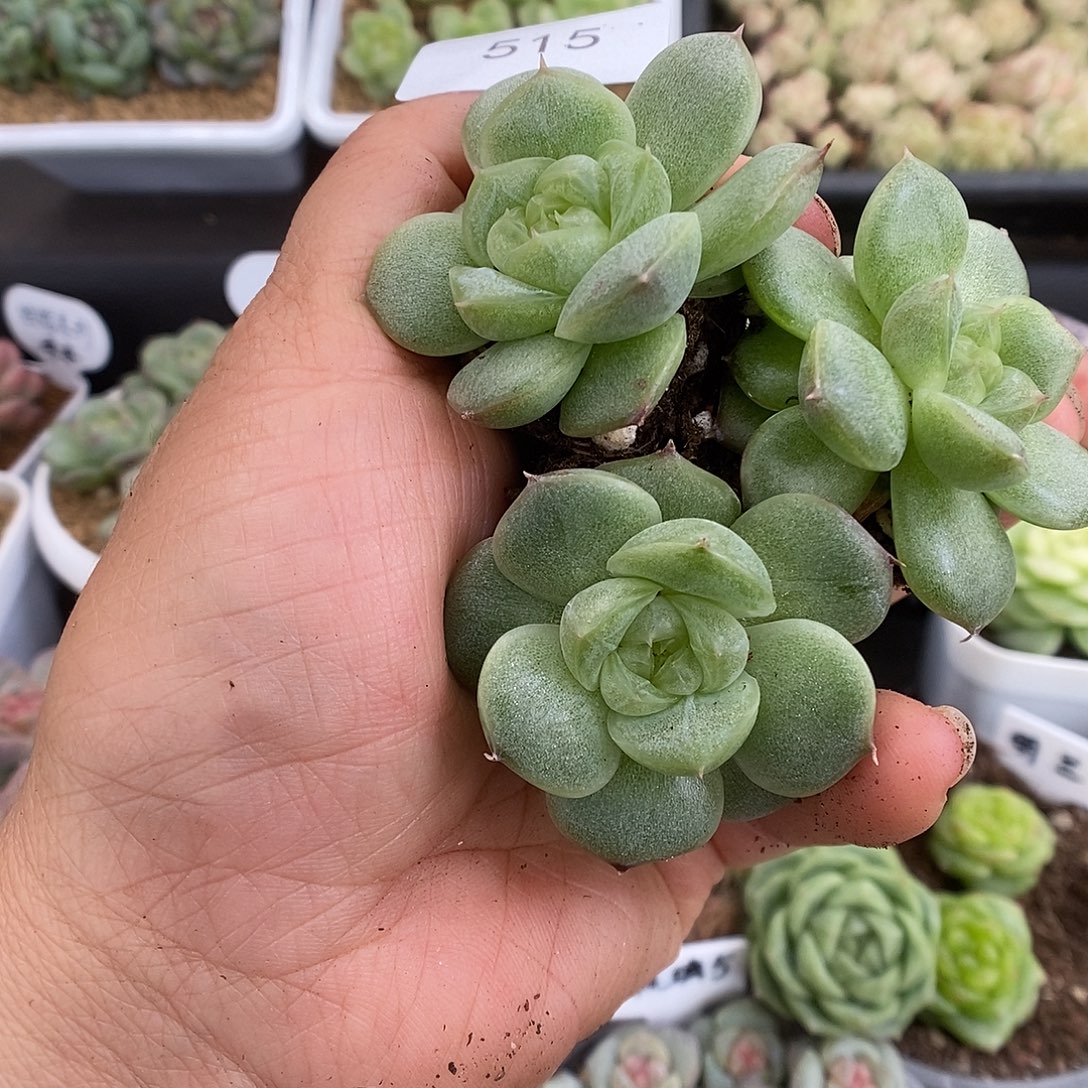 一物一拍一物一拍912-515