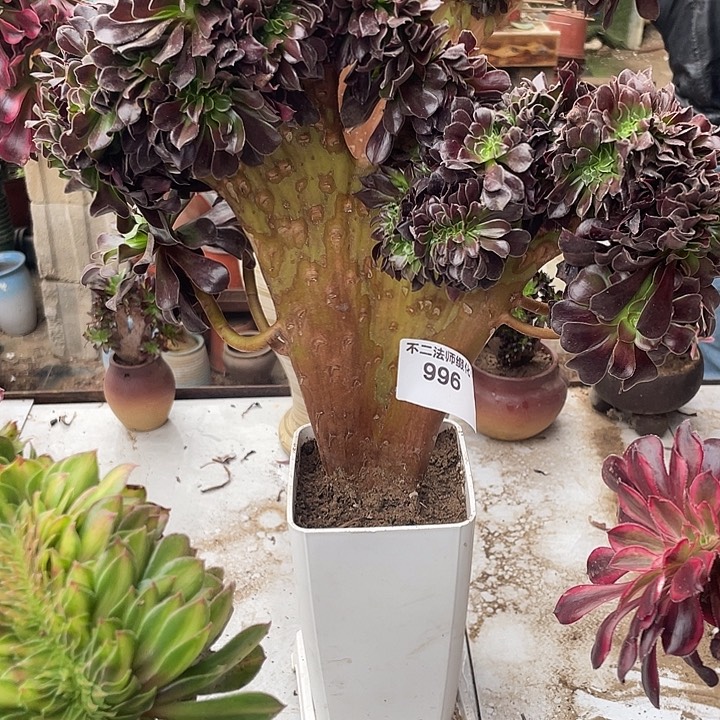 986，多肉法师欧紫缀包邮