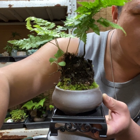 红陶一物一拍所见即所得148