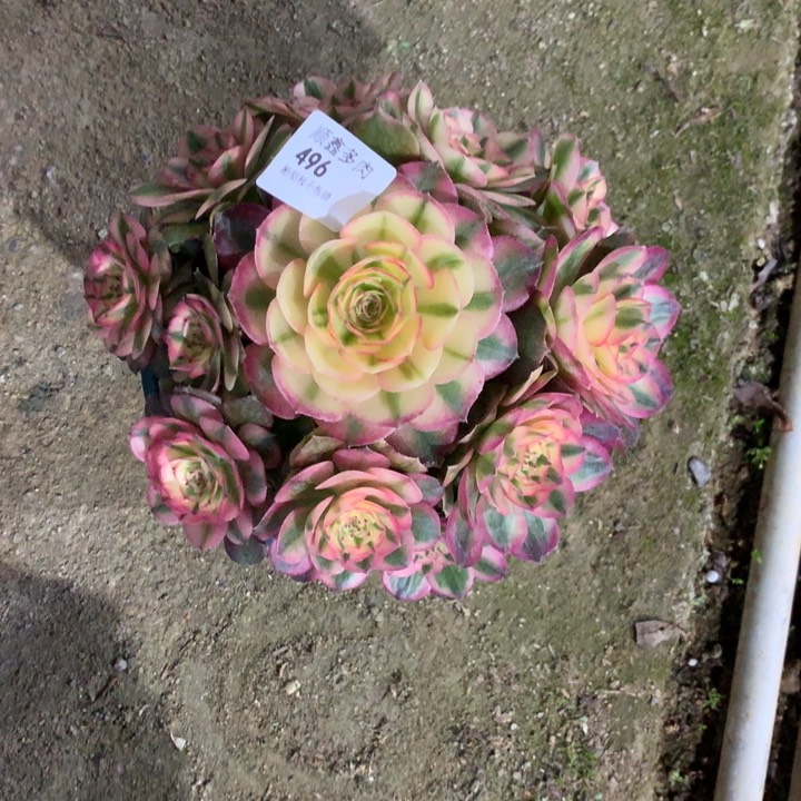 496荔枝多肉植物