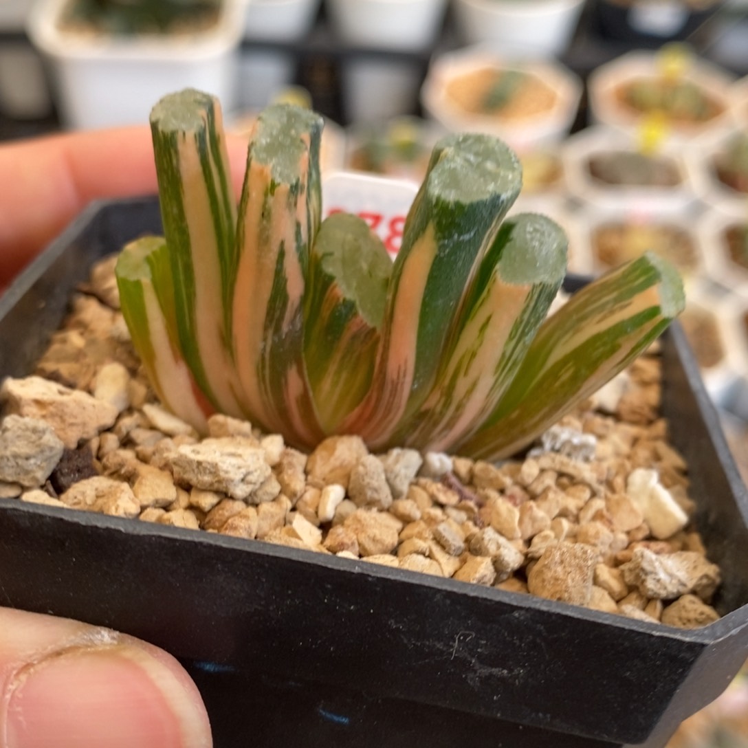 273号北斋玉扇锦多肉