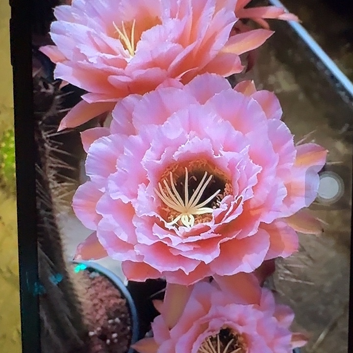 粉桃根冠服7公分毛花柱