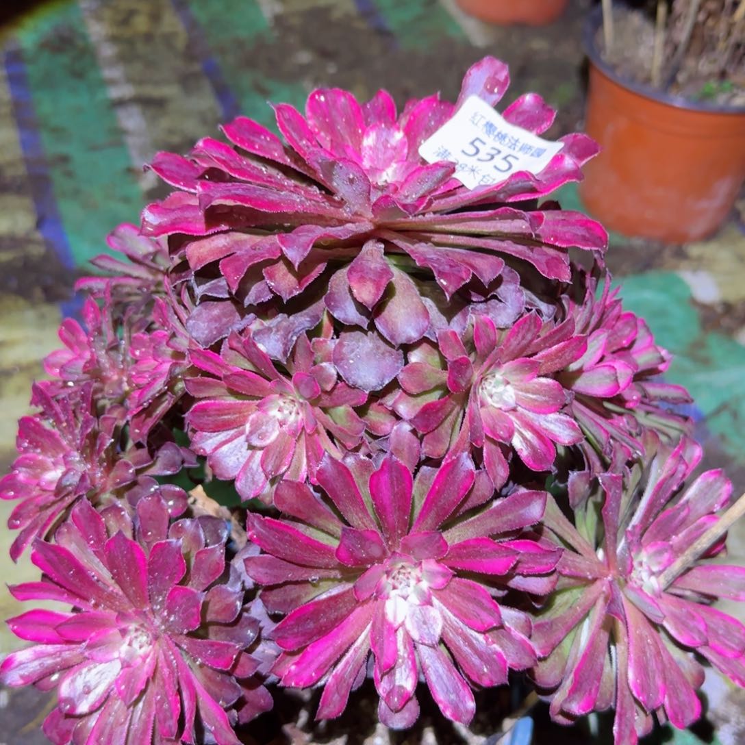 雪姬法师多肉535