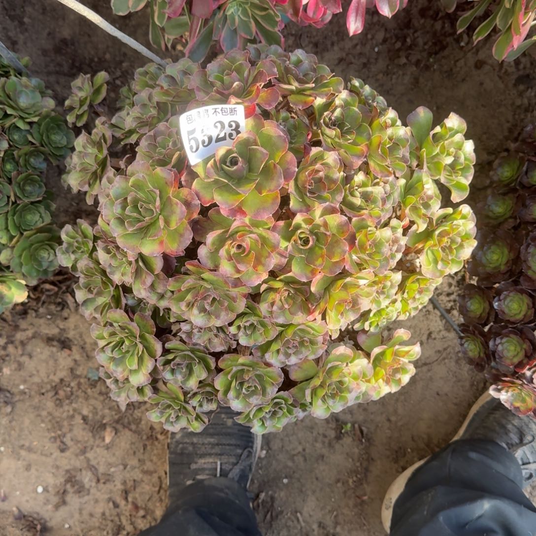 法师魅金5323 18-39