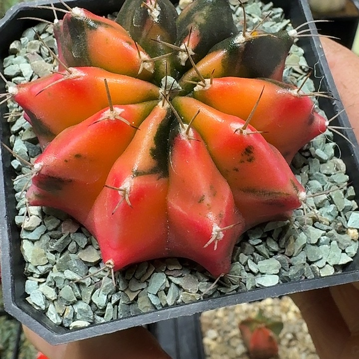 泰系米哈牡丹锦多肉植物