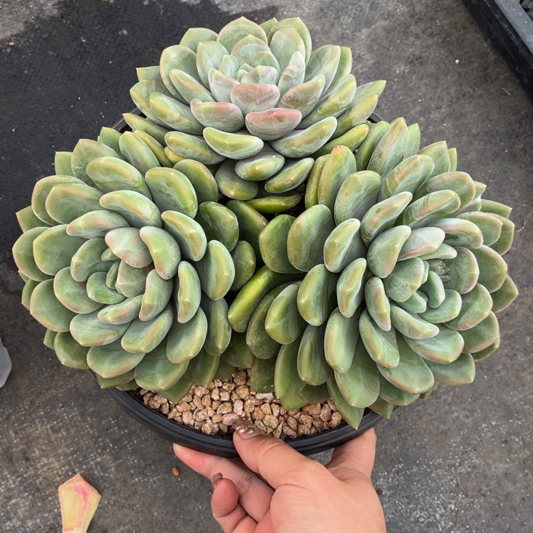 芒果冰寄养一一姐。。。