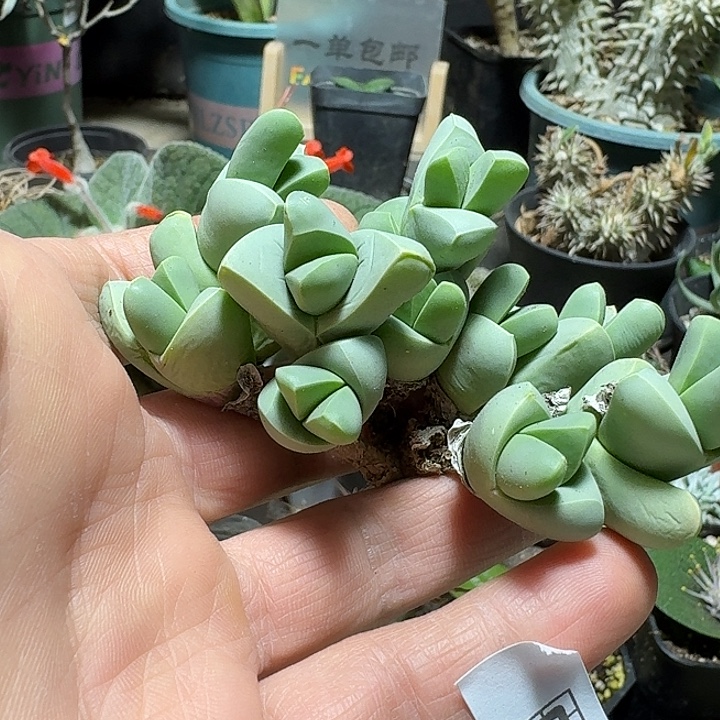 590春琴玉脱土发货