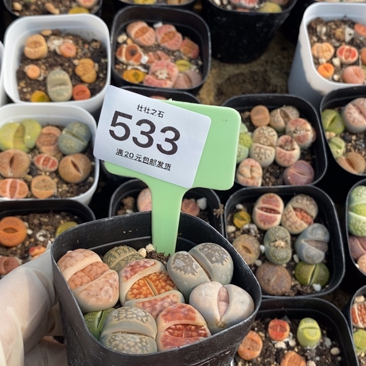 琦*533生石花小苗方